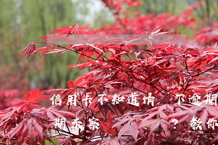 信用卡不知道情況下逾期了怎么辦，信用卡逾期未察覺？教你如何處理